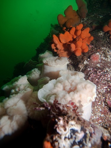 N' Bay Dykambassaden, Seter, Trondheim-Fjord
Unterwater landscape with colonies of Plumose anemone (Metridium senile)  and soft corals (Alcyonium digitatum) on      rocky     ground;     Actinaria, anthozoa, alcyoniidae, Alcyonium      digitatum,  dead man&#39;s  fingers,    dead Seaman&#39;s hand,&nbsp; soft coral,  cnidaria,       octocorallia benthos, coldwater,      cnidaria,    ecosystem,        hexacorallia, Metridium  senile, Plumose      anemone,    sessile,  sea    urchin, echinodermata, echinoidea, underwater,     underwater photo
Ästuar/Lagune/Fjord, Fauna - Korallen, Öffentlicher Bereich/Strand, Biota - marin, Geographie - Gemäßigt
© Wolf Wichmann